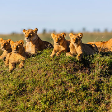 東非-馬賽馬拉動物保護區