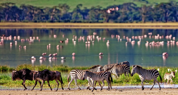絕美非洲東非獵奇｜六大國家公園—肯亞X坦尚尼亞 16日