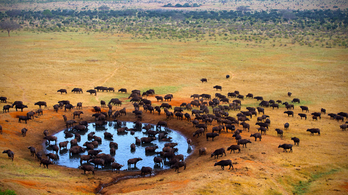 東非大草原—馬賽馬拉動物保護區 Masai Mara National Reserve