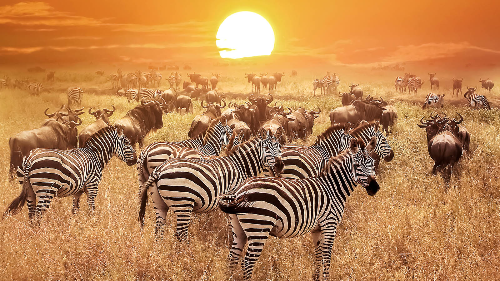 東非-坦尚尼亞 塞倫蓋堤國家公園 Serengeti