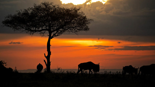 東非-坦尚尼亞 恩格龍格龍火山口 Ngorongoro-Crater