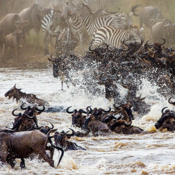 東非大草原 肯亞 馬賽馬拉動物保護區 MASAI MARA NATIONAL RESERVE