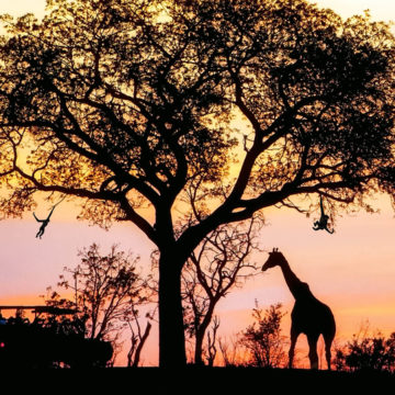 非洲Safari-夕陽剪影