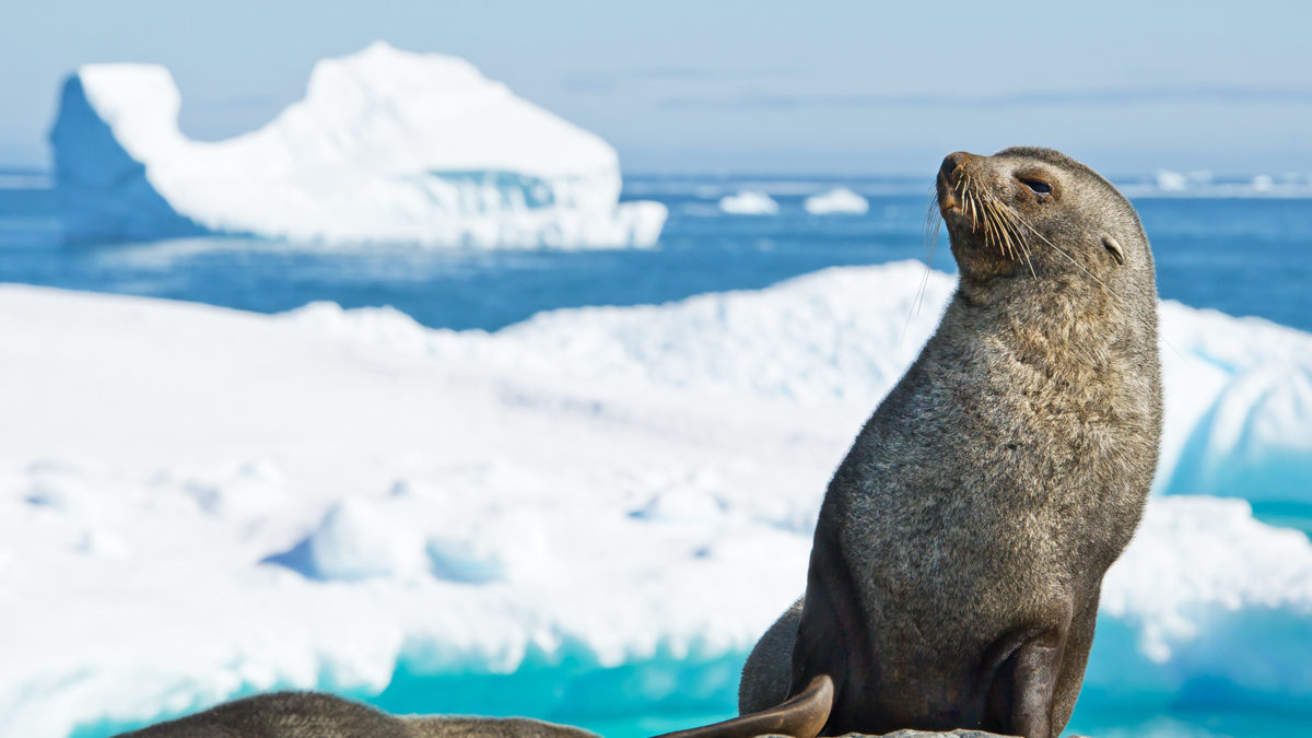 南極海豹