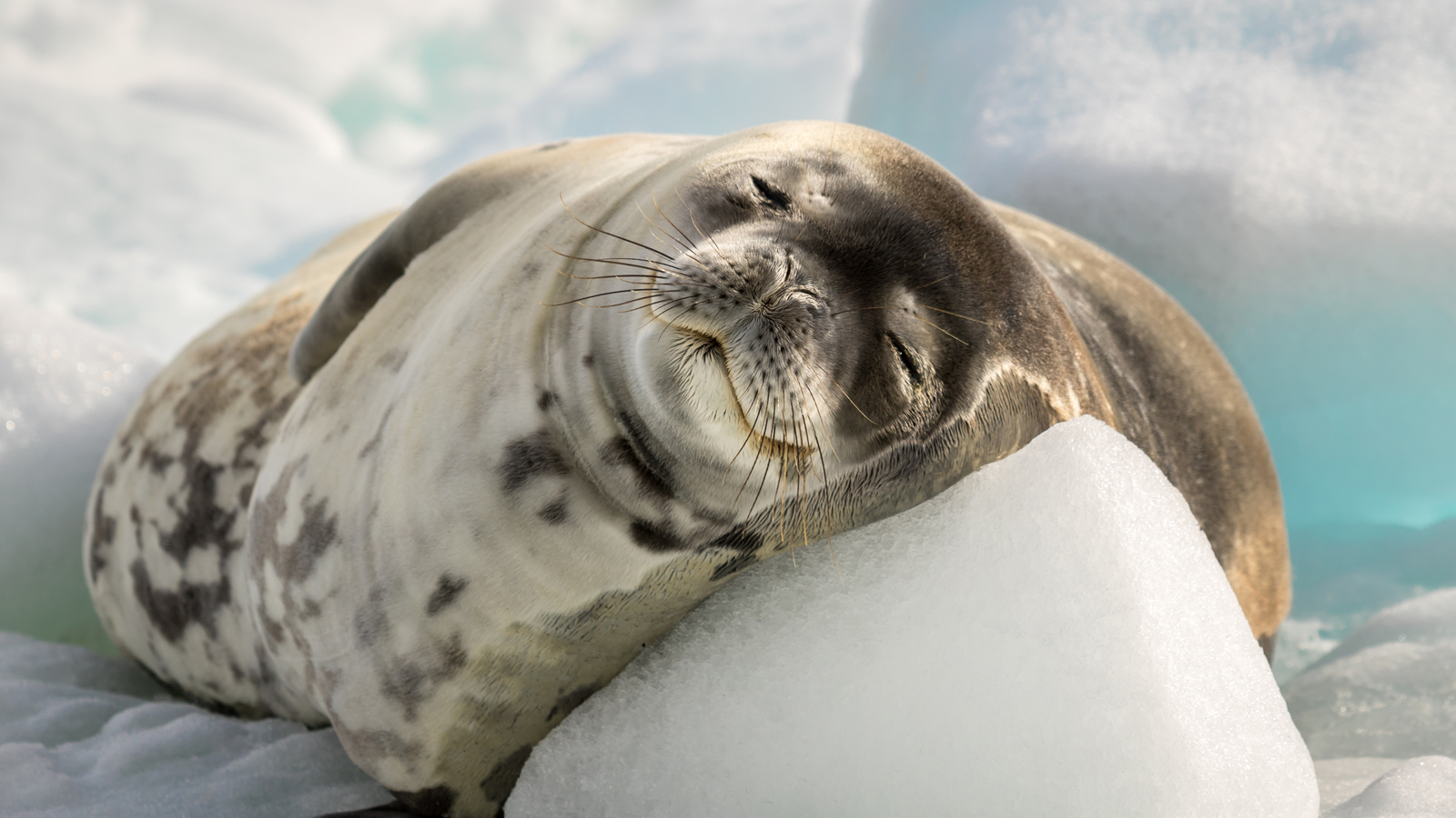 南極-食蟹海豹-Crabeater Seal