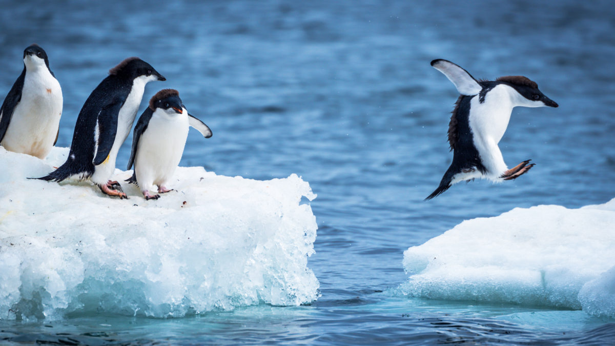 南極-阿德利企鵝-Adelie Penguin