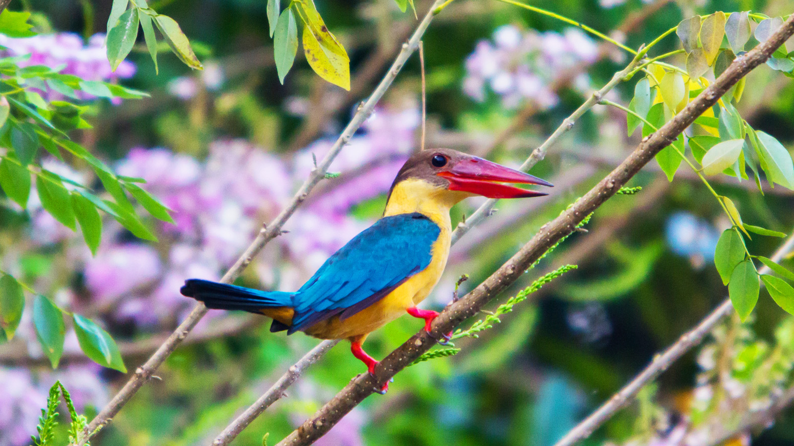印度-鳥類保謢區Bird sanctuary