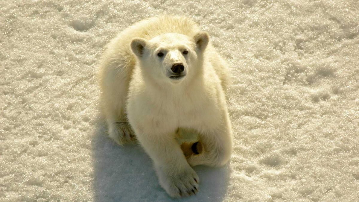 北極-北極熊-M