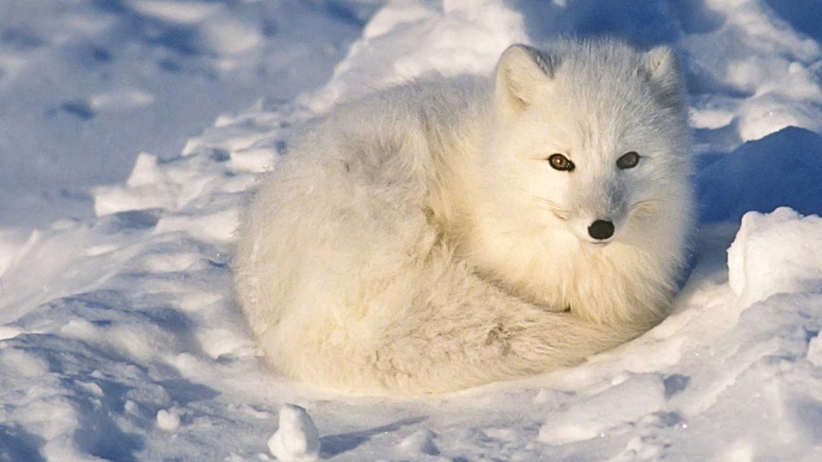 北極-shutterstock_126442760-雪狐北極生態-M