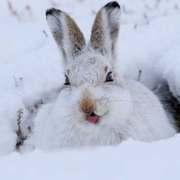 北極-北極兔-Lepus-timidus-M