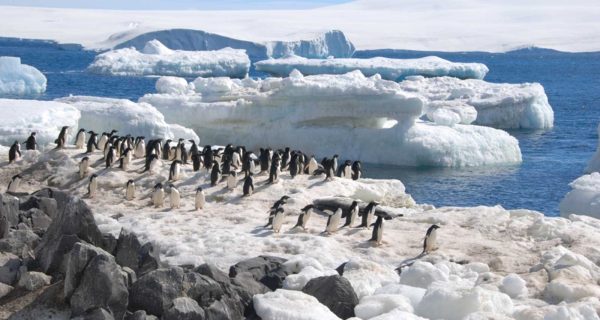 2025年 探索南極三島──福克蘭群島Ｘ南喬治亞島Ｘ南極半島 25日