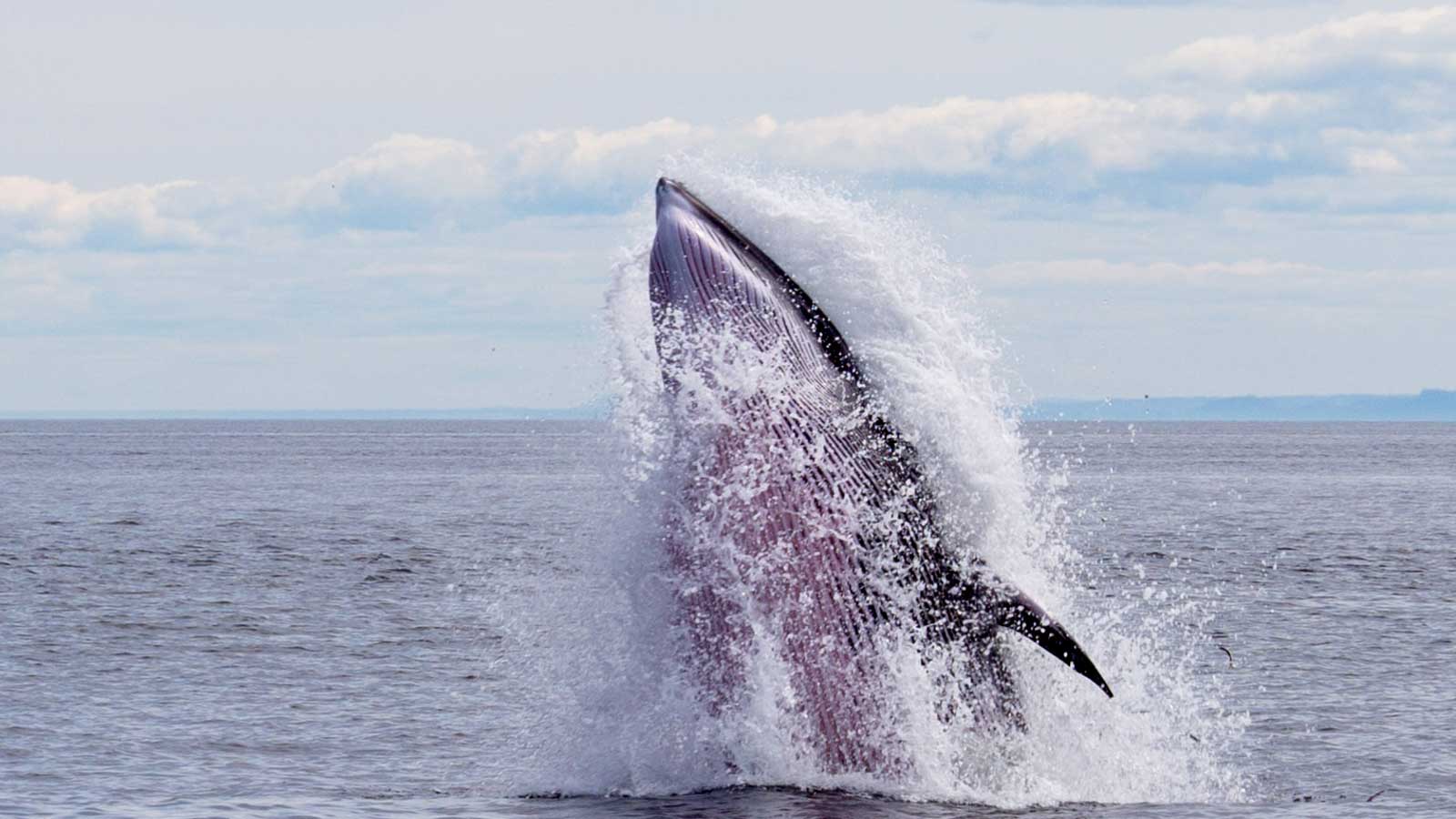 北極-小鬚鯨-Minke Whale-M