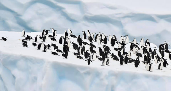 追尋世界奇境 曠野阿根廷｜龐洛遊輪～夢想南極半島 23日