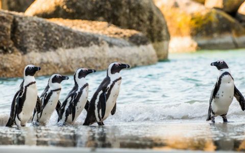 南非-Cape-Town-penguin-開普敦企鵝
