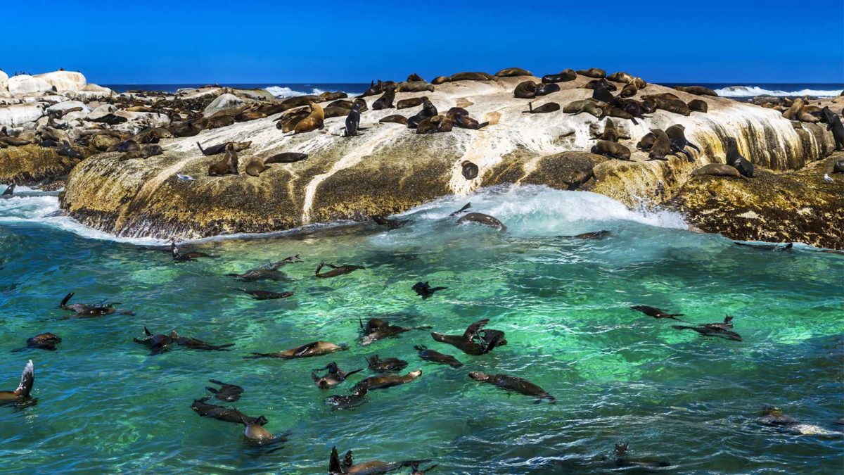南非-海豹保護島-Duiker-Island