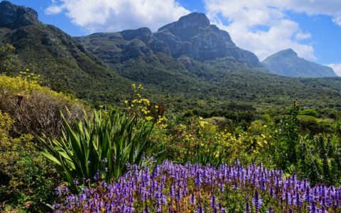 南非-科斯坦博西植物園--Kirstenbosch-Botanical-Garde