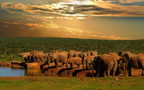 南非-阿多大象國家公園Addo-Elephant-National-Park