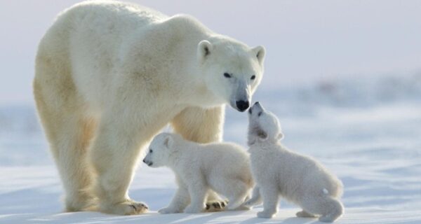 邱吉爾北極熊探險X黃刀極光奇遊 13日