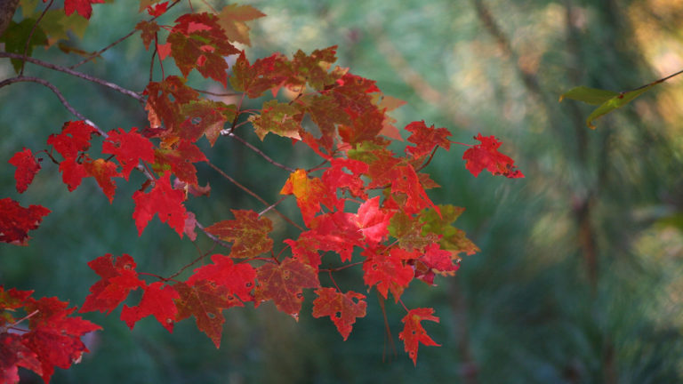 maple-leaves-62759-L
