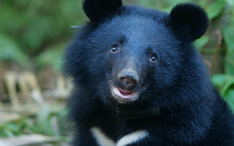 台灣黑熊-妹仔-圖片來自台灣黑熊保育協會