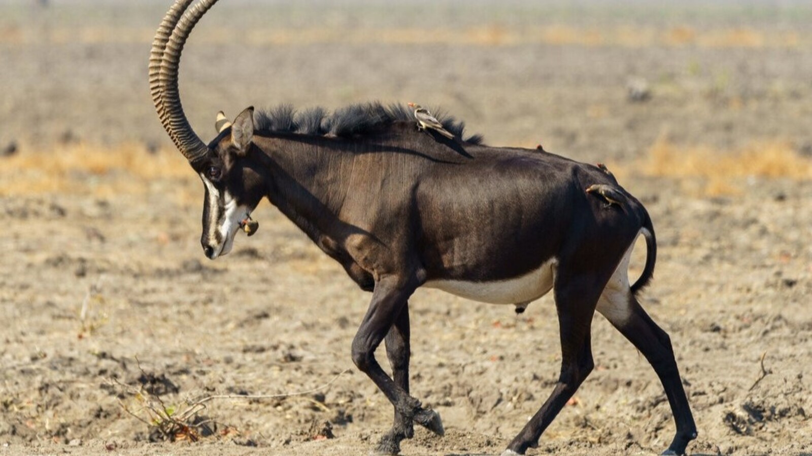 百夫長旅遊_非洲_納米比亞+維多利亞瀑布_非洲獨特羚羊-黑馬羚_L