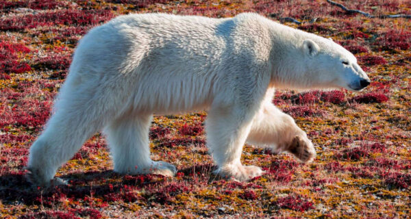 邱吉爾北極熊探險X黃刀極光奇遊 14日