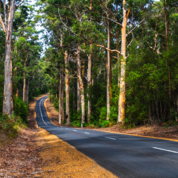 Never,Ending,Road,With,Never,Ending,Trees,South,Of,Manjimup