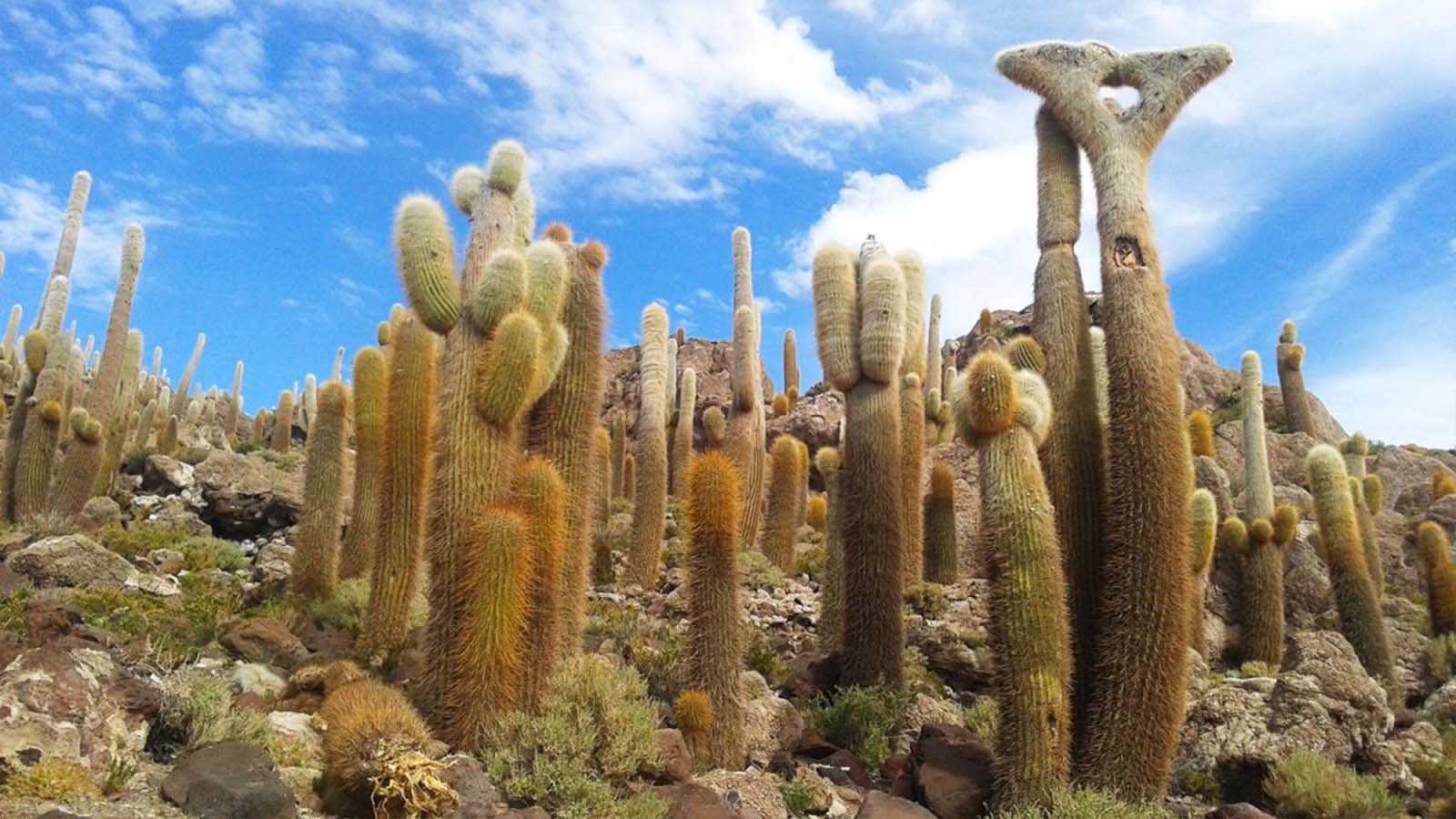 百夫長旅遊_南美洲_秘波_烏尤尼鎮UYUNI-玻利維亞仙人掌