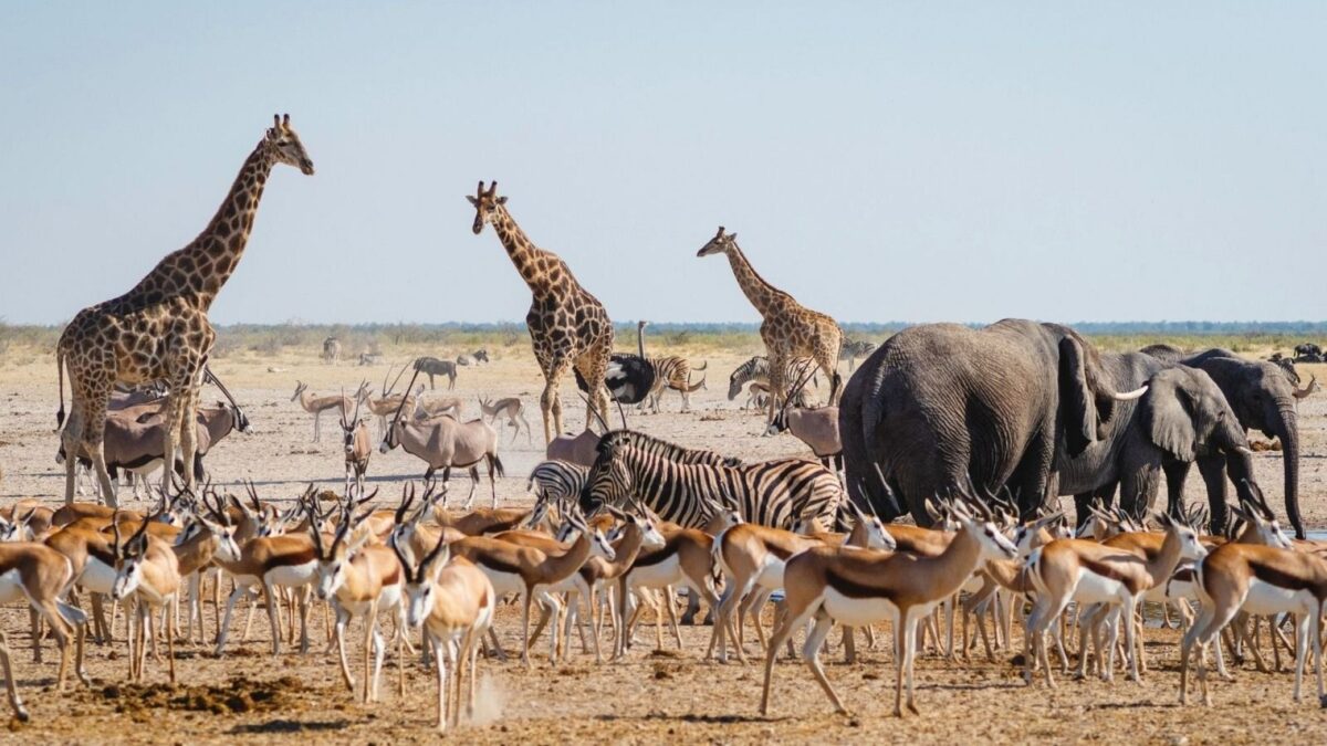 百夫長旅遊_非洲_納米比亞維多利亞瀑布_埃托沙國家公園Etosha-National-Park_L-1200x675