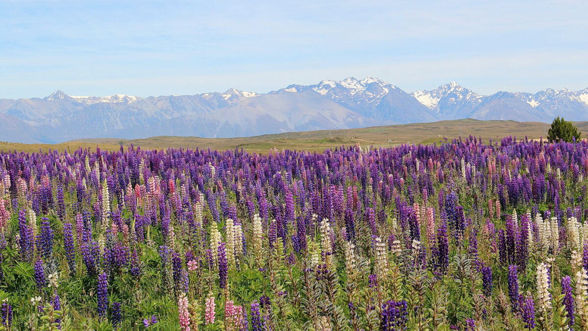 百夫長旅遊_大洋洲_紐西蘭_魯冰花-1200x675