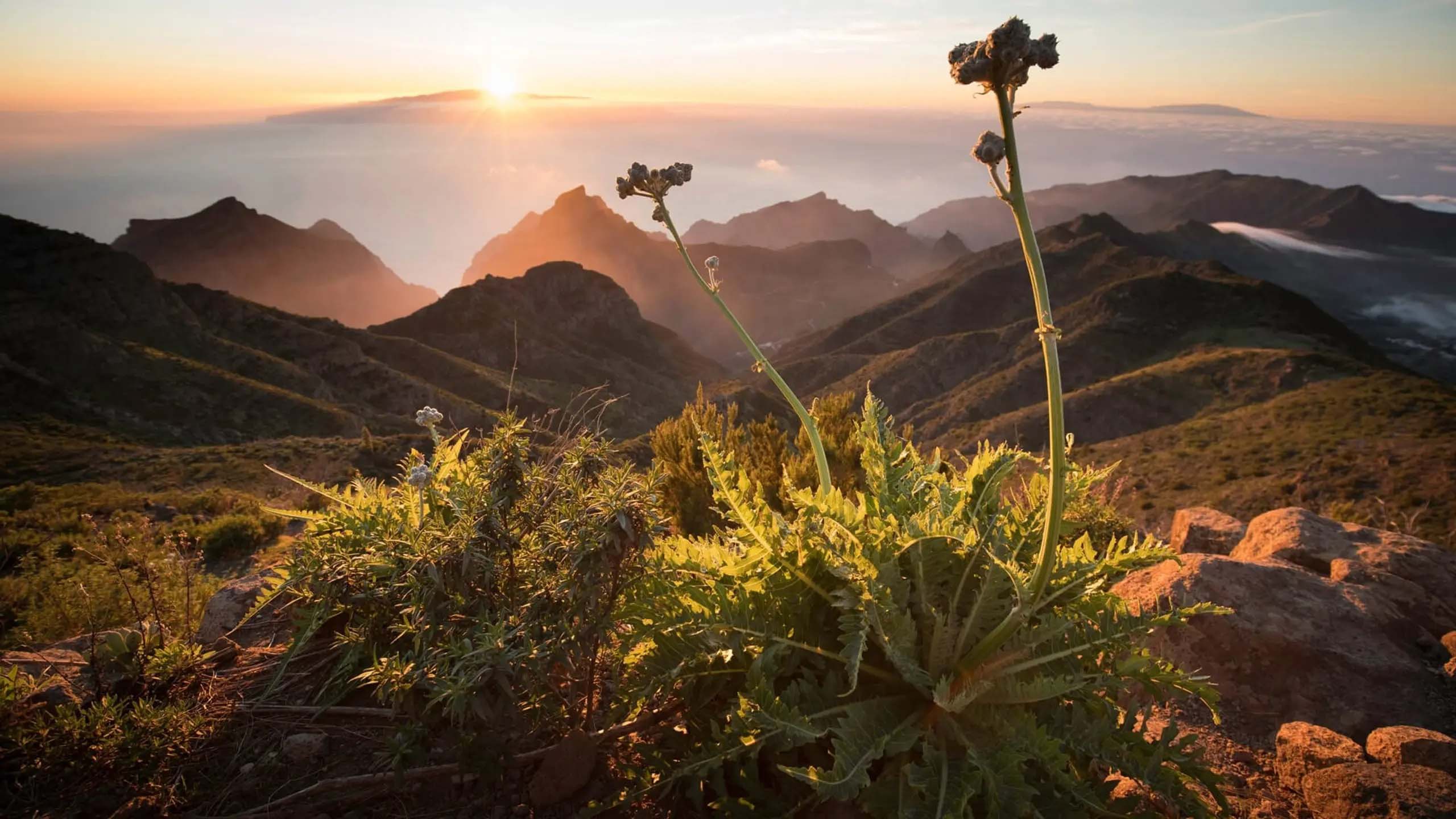 百夫長旅遊_歐洲_加那利.馬略卡島_主圖2
